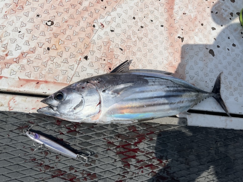 三重県錦よりオフショアキャスティングでカツオ釣果