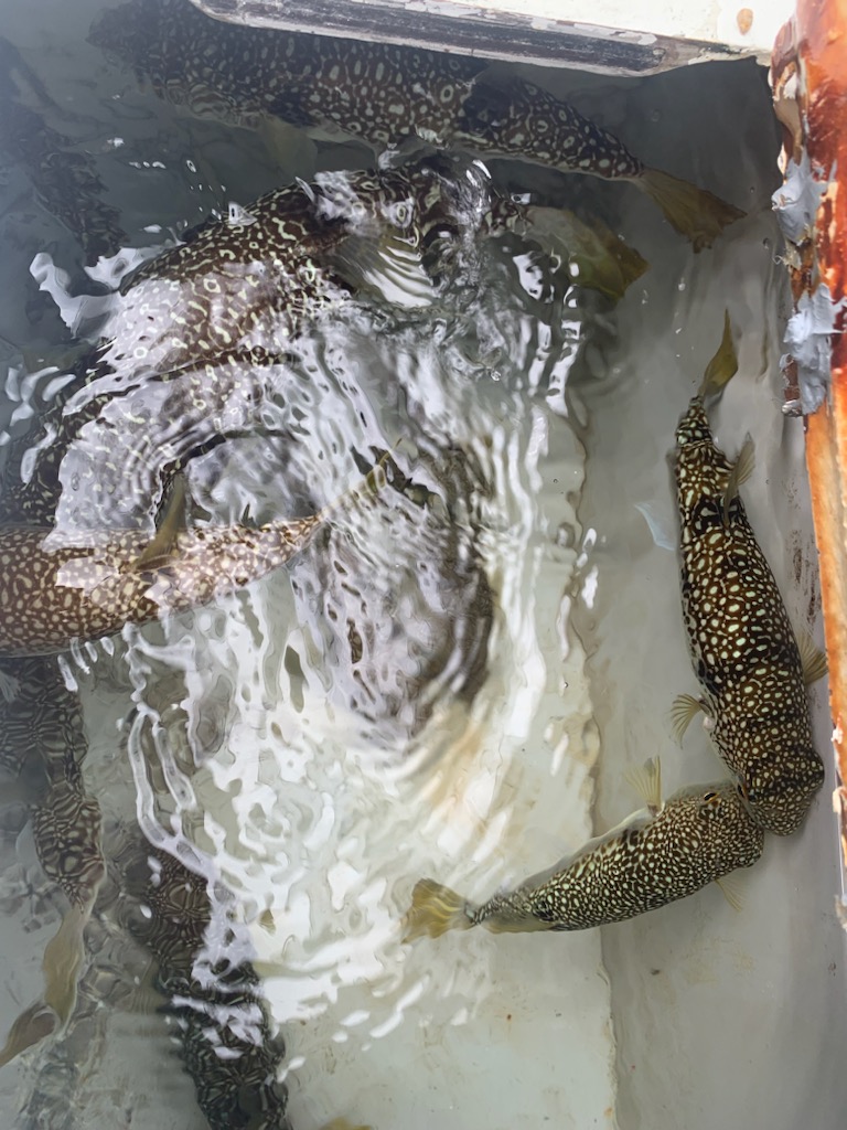 兵庫県淡路島の室津より船釣りでショウサイフグ釣果