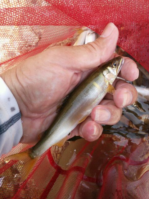 「湖西北小松ビーチ」びわ湖小鮎第14戦