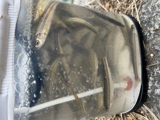 琵琶湖南湖の浮き釣りでホンモロコ釣果