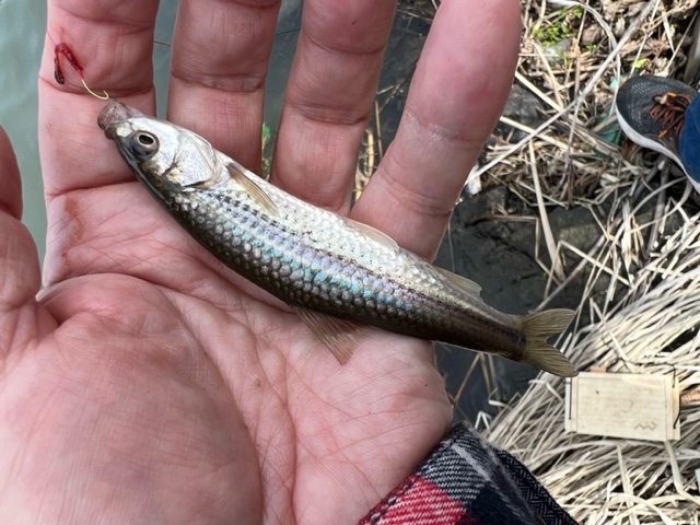 琵琶湖南湖の浮き釣りでホンモロコ釣果