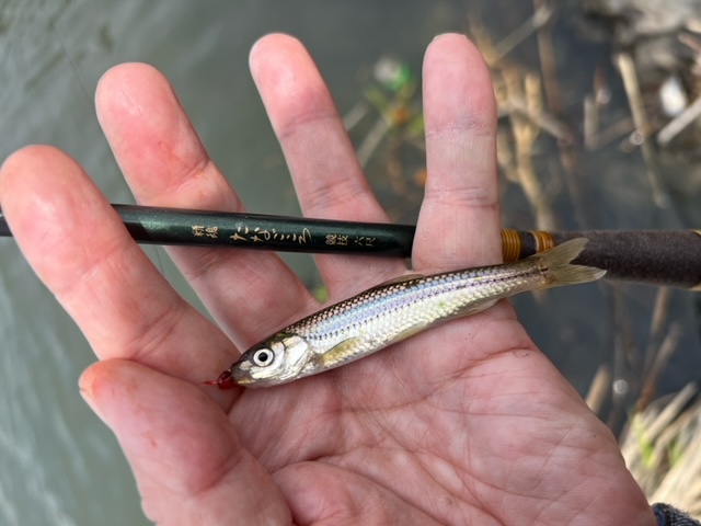 琵琶湖南湖の浮き釣りでホンモロコ釣果
