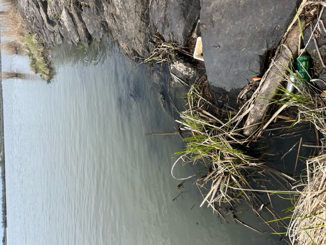 琵琶湖南湖の浮き釣りでホンモロコ釣果
