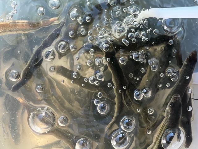 琵琶湖南湖東岸の浮き釣りでホンモロコ釣果