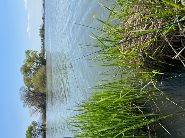 琵琶湖南湖東岸の浮き釣りでホンモロコ釣果