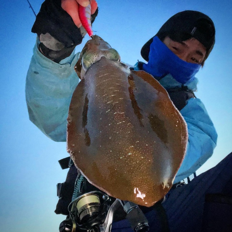 三重県の春エギングでアオリイカ釣果