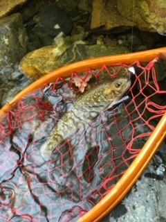 滋賀県愛知川上流にてフライでイワナ、アマゴ釣果