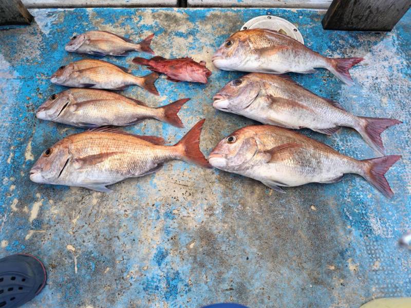 大阪府泉南小島よりタイラバで真鯛釣果