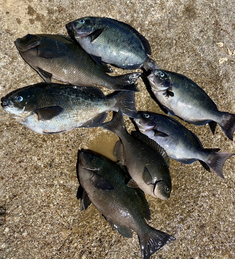三重県尾鷲市の磯釣りでグレ釣果