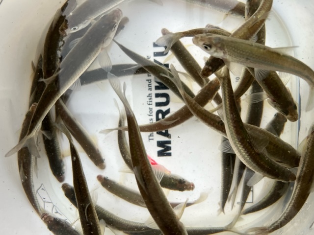 琵琶湖南湖東岸の浮き釣りでホンモロコ釣果