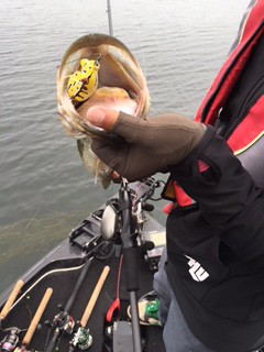 【琵琶湖 南湖】フロッグとポッパー・ブラックバス釣果