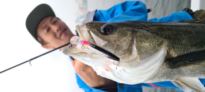 大阪府堺市からインショアゲームでシーバス釣果