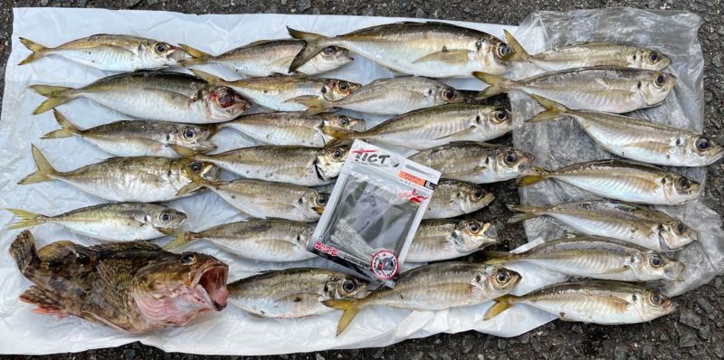 兵庫県日本海天橋立付近でアジング釣果