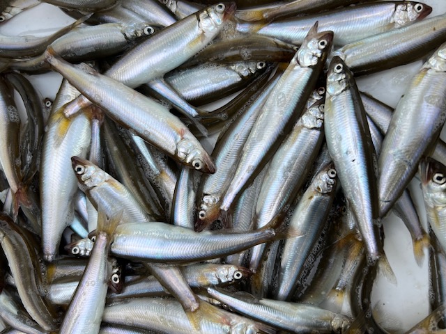 滋賀県大津市北小松湖水浴場の浮き釣りで小鮎釣果