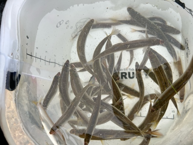 琵琶湖湖西志賀浜で春瀬湖畔仕掛けの小鮎釣果