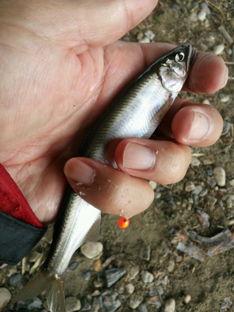 湖西高島市鴨川・びわ湖小鮎第15戦