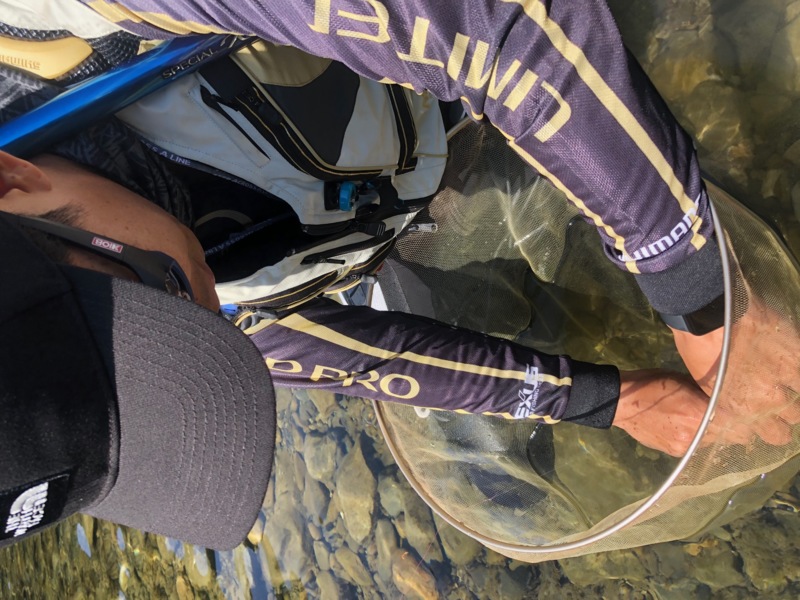 三重県宮川上流の友釣りで鮎釣果