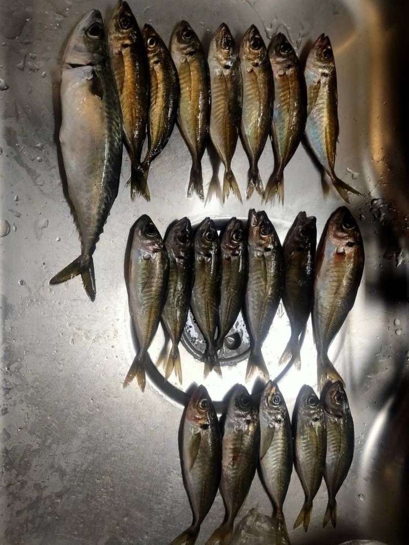 淡路島洲本炬口漁港の波止釣りサビキで中アジ釣果