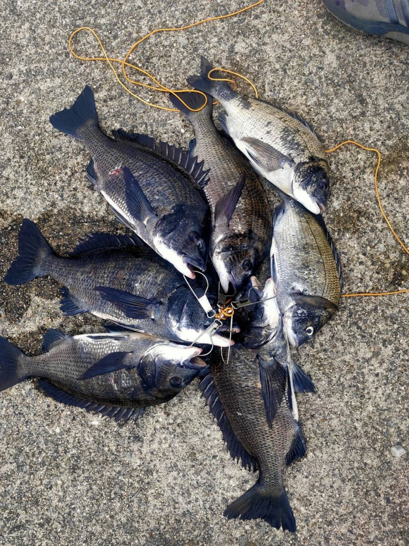 尼崎市武庫川町フェニックスのフカセ釣りで大チヌ釣果