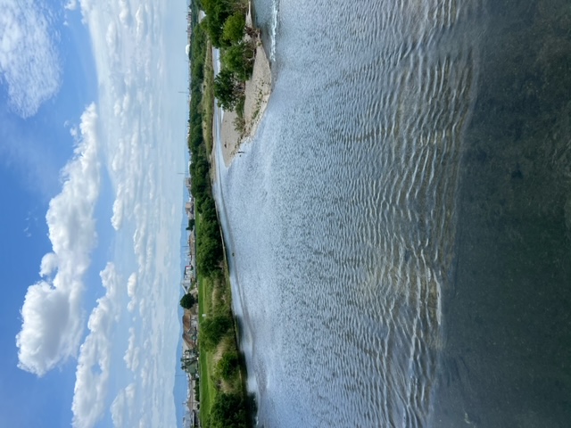 京都桂川にて浜松方式のエサ釣りで小鮎釣果