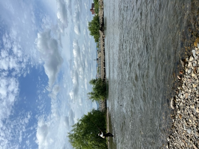 京都桂川にて浜松方式のエサ釣りで小鮎釣果