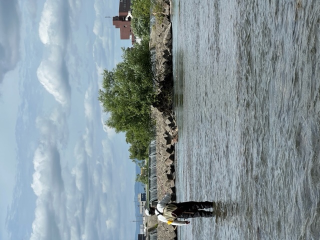 京都桂川にて浜松方式のエサ釣りで小鮎釣果