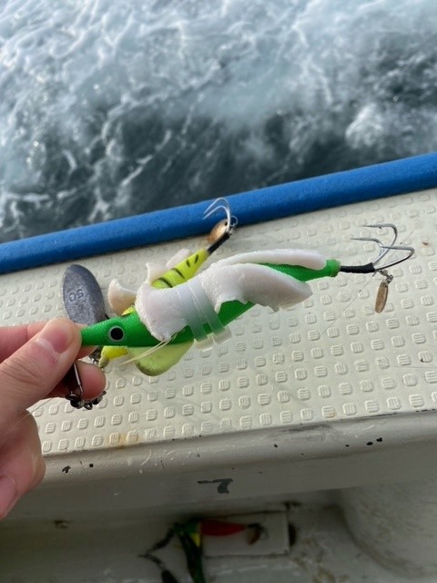 今が旬! 明石船タコ釣り!