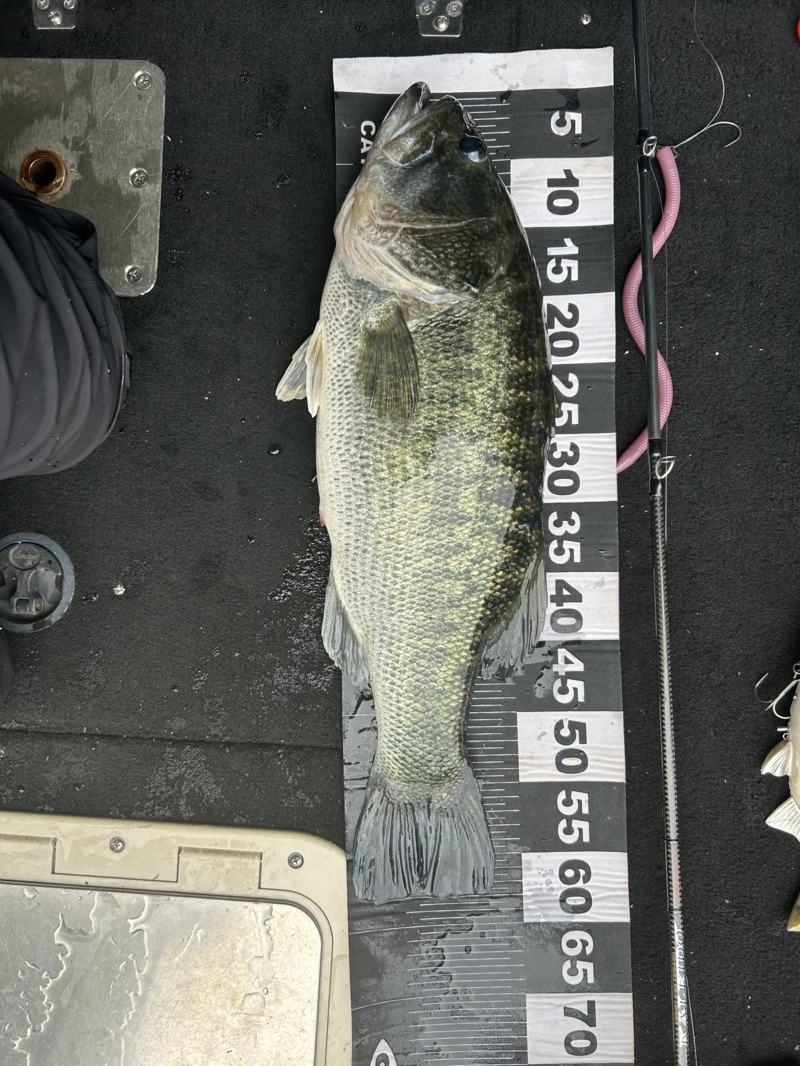 梅雨入りの池原ダム釣行