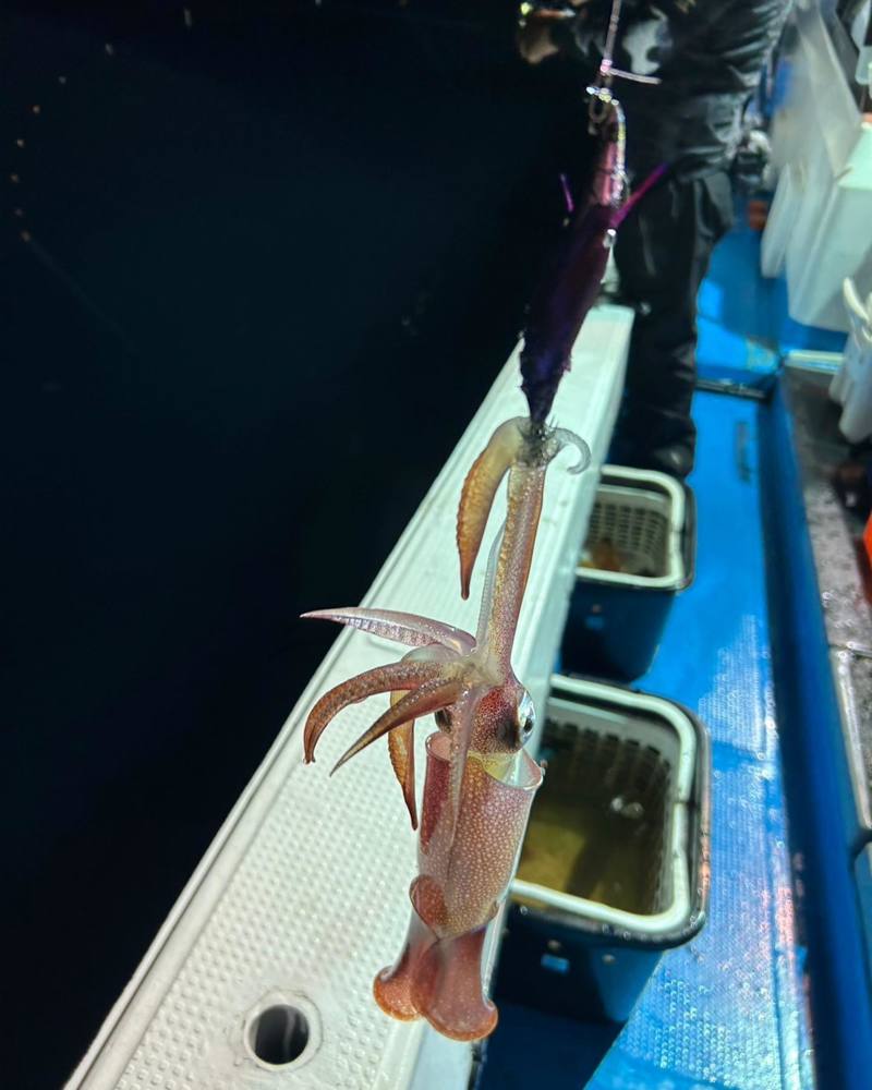 日本海イカメタル