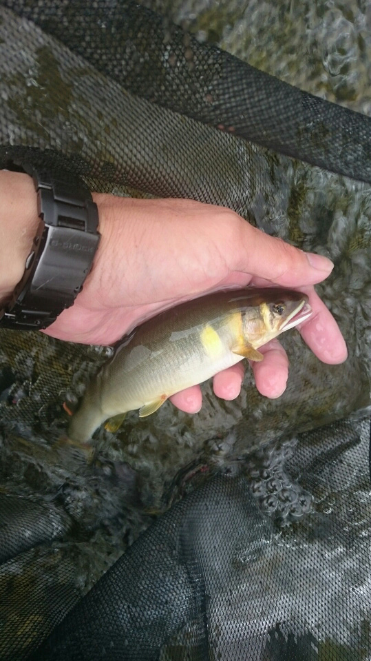 九頭竜川(勝山地区)・足羽川|友釣りで鮎釣果
