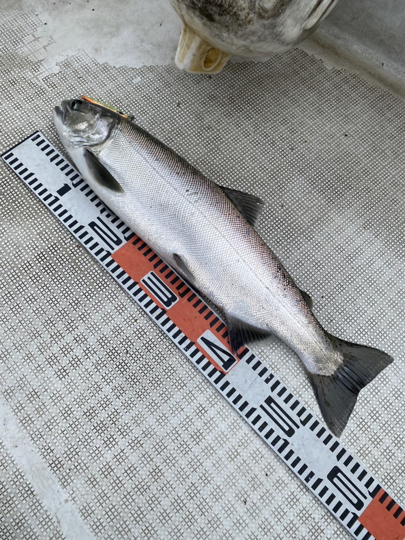 ビワマスジギングに挑戦!