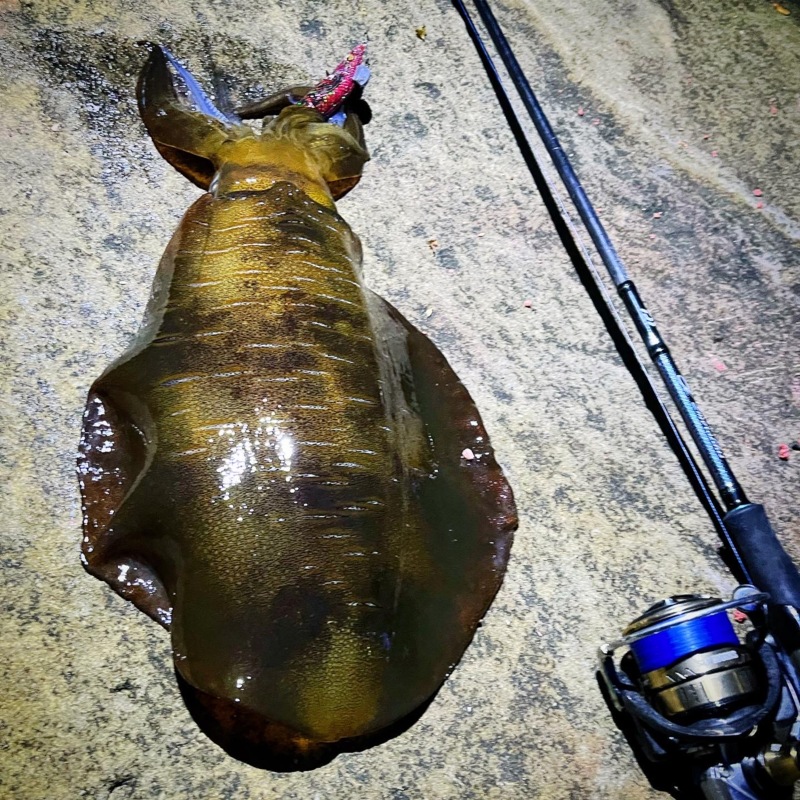 夏アオリ開幕かぁ!?