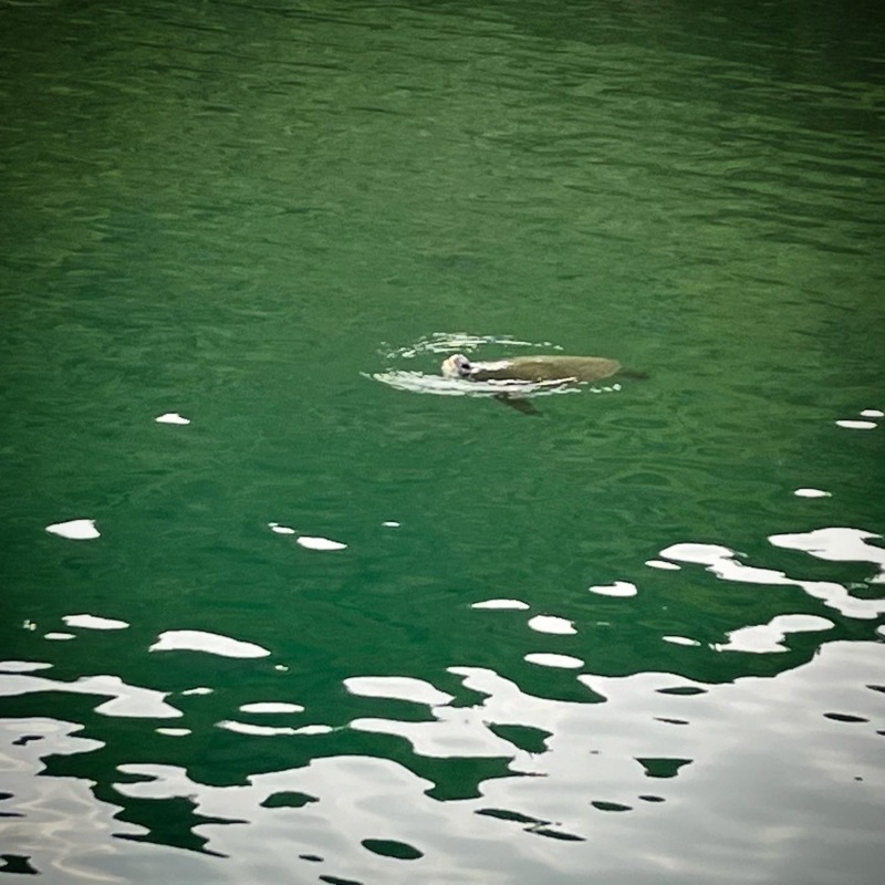 夏アオリ開幕かぁ!?