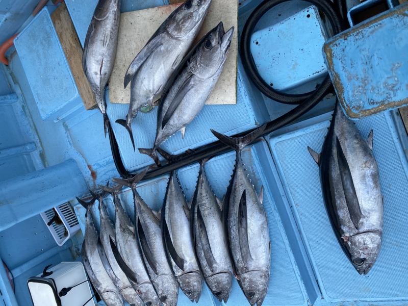 キハダキャスティング