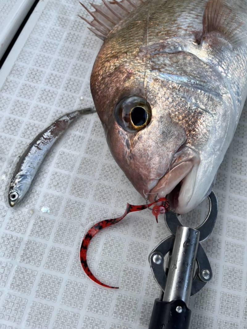 夏の加太タイラバ