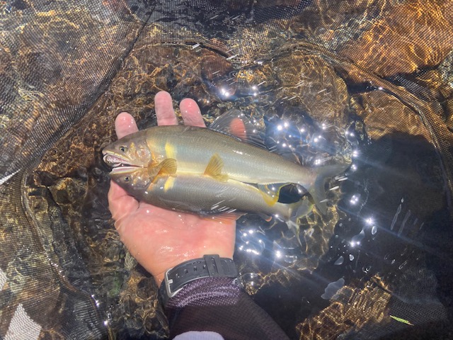 出足不調だった日高川上流『鮎釣り』調査