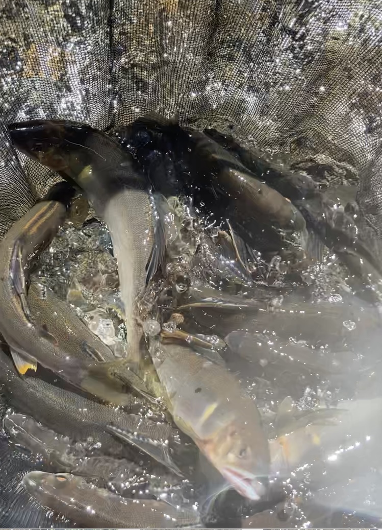 出足不調だった日高川上流『鮎釣り』調査