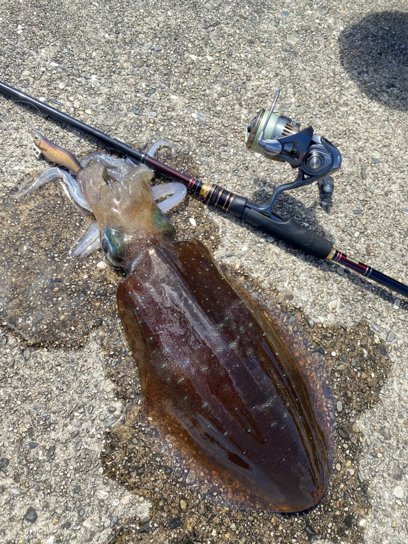 串本夏イカ調査!!