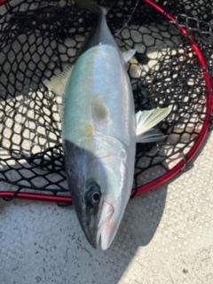 鳴門の落とし込み釣り