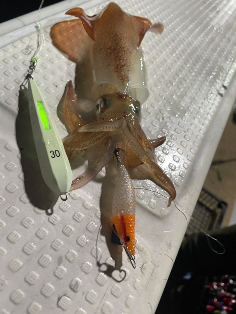 イカメタル 好調!!