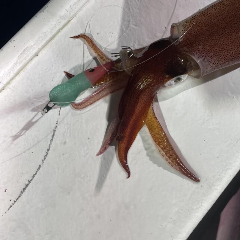 イカメタル in鳥取