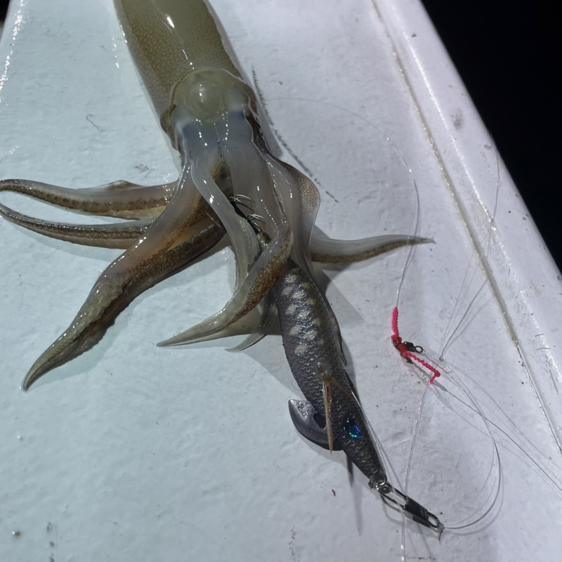 イカメタル in鳥取