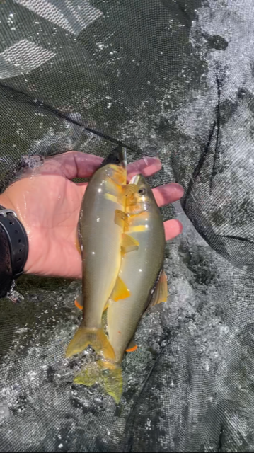 炎天下の九頭竜川釣行