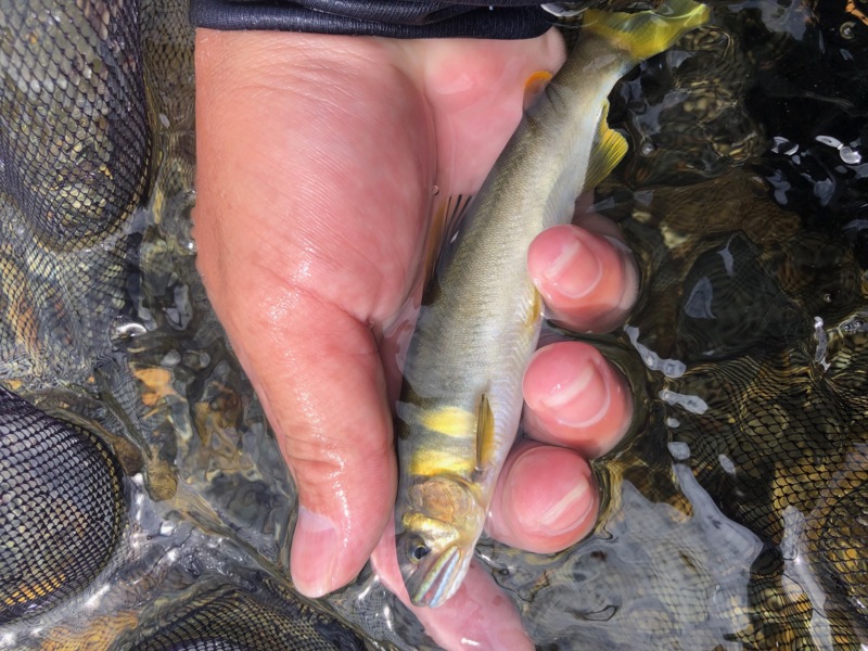 安曇川廣瀬 友釣り釣行