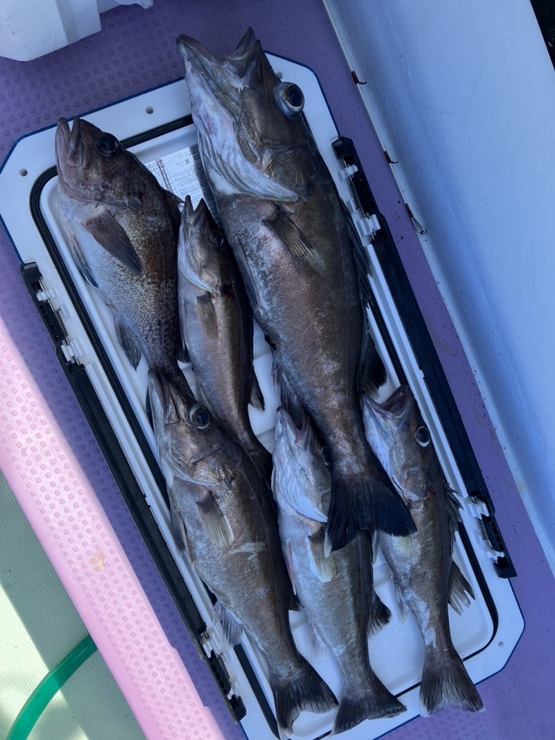 日本海 アラ胴突