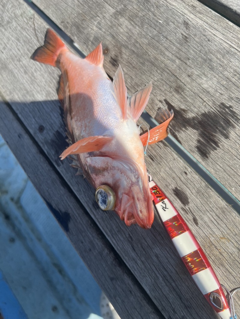 富山湾でアカムツジギング!