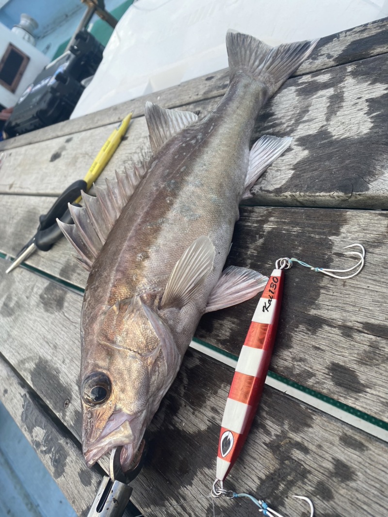 富山湾でアカムツジギング!