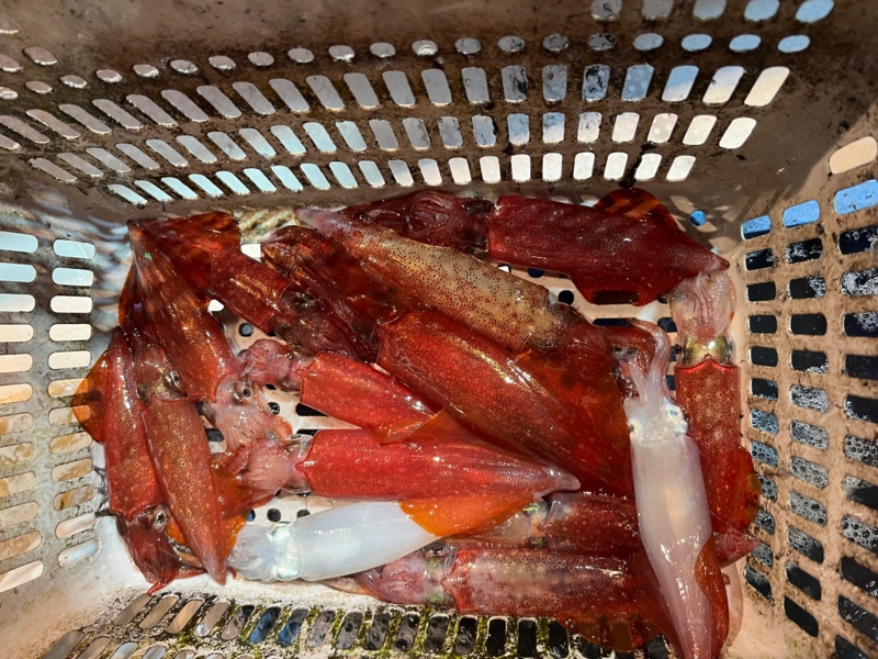 若狭大島のマイカ情報