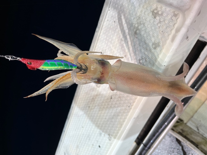 若狭大島のマイカ情報