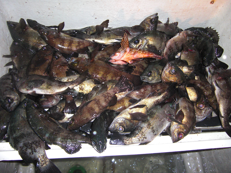 【神戸空港】ボート・ルアー|メバル72匹釣果!